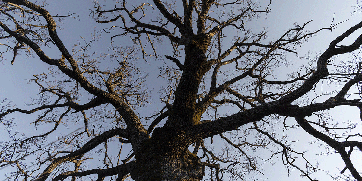 how to tell if a tree is dying