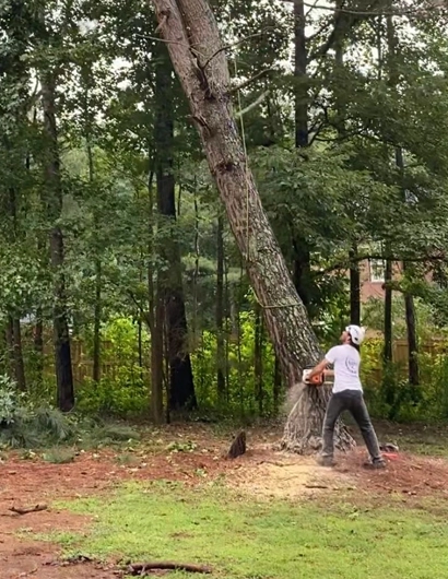 Tree Removal