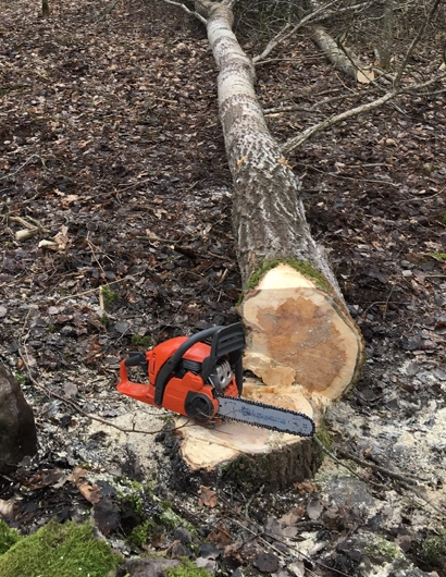 Safe and Strategic Tree Removal