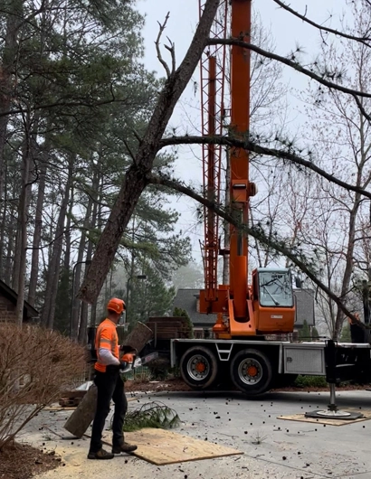 Tree Removal