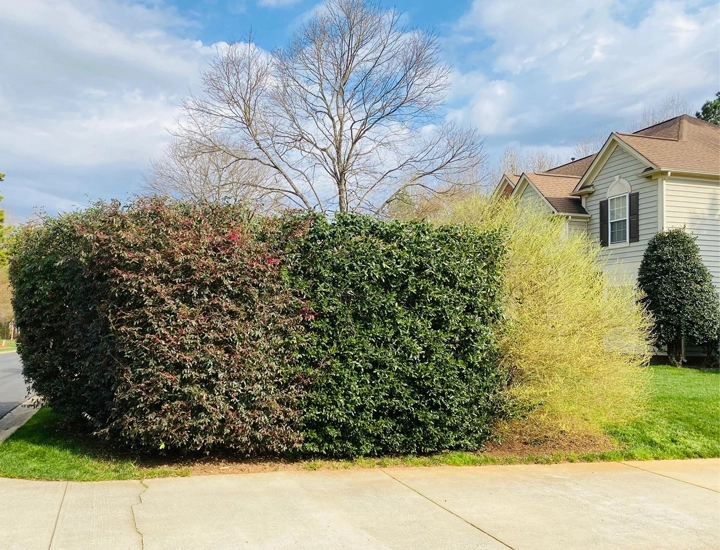 Premier Tree Care Services