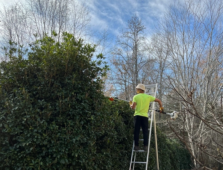 Expert Tree Trimming